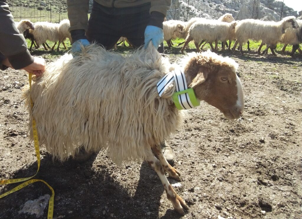 Συσκευή εντοπισμού και σωματομέτρηση στη φυλή Αστερουσίων