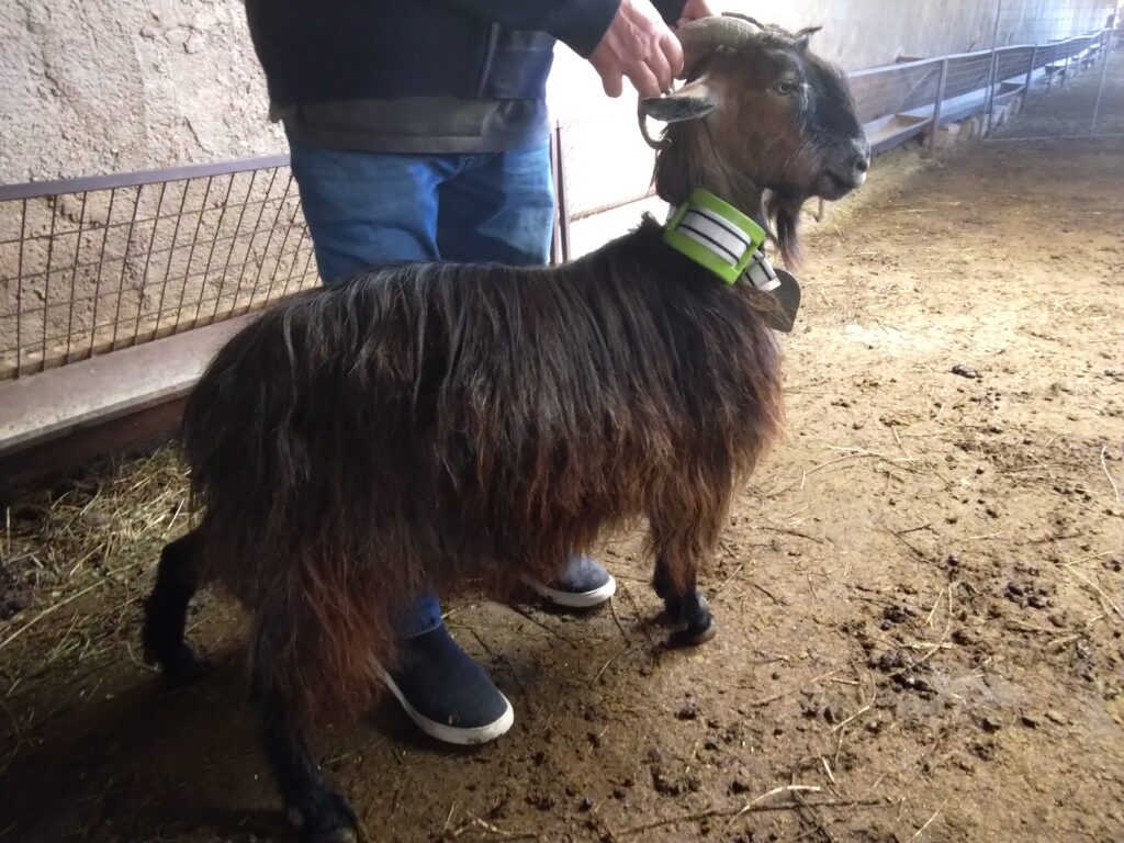 τοποθέτηση συσκευής εντοπισμού σε αυτόχθονη αίγα στην Ανώπολη Χανίων