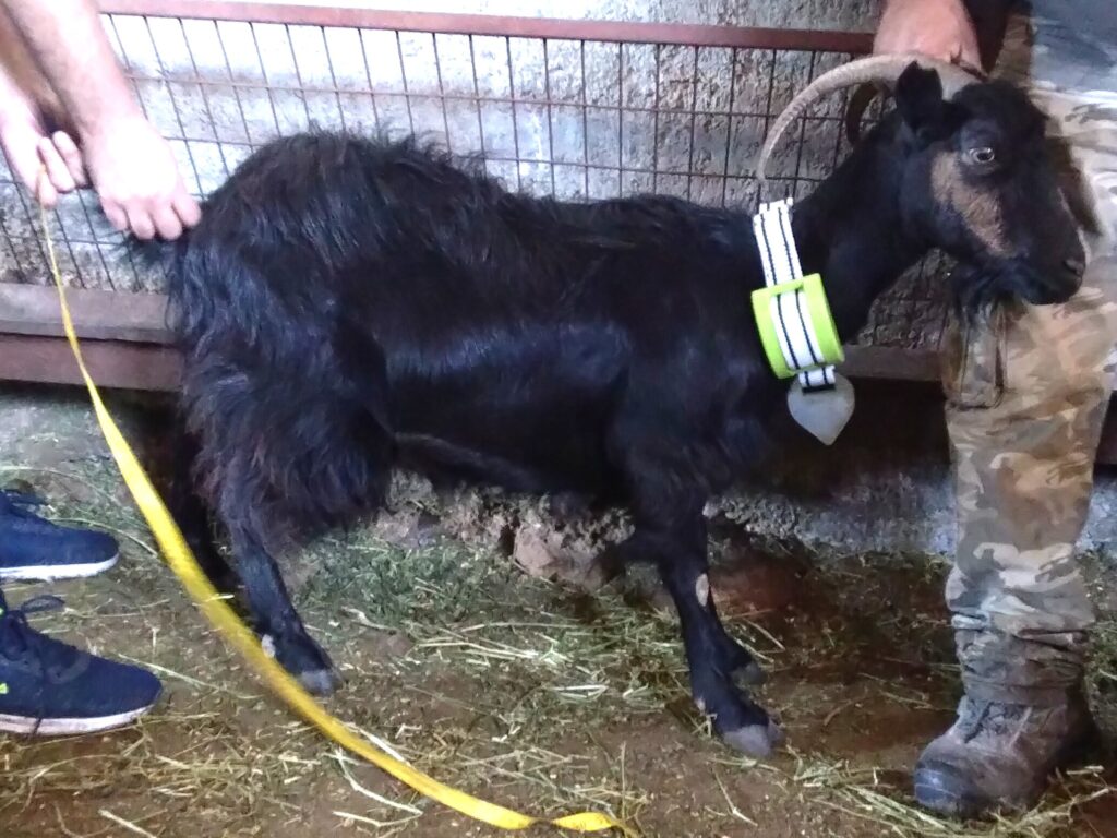 τοποθέτηση συσκευής εντοπισμού με τεχνολογία αισθητήρα σε αυτόχθονη αίγα από την περιοχή Σφακίων