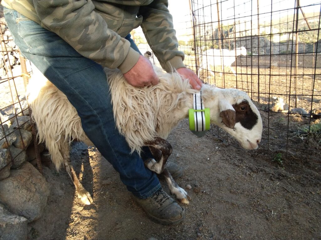 Συσκευή εντοπισμού σε κριάρι της αυτόχθονης φυλής Σφακίων (Σκαλωτή Χανίων)
