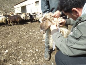 τοποθέτηση συσκευής εντοπισμού με τεχνολογία αισθητήρα σε προβατίνα της φυλής Αστερουσίων