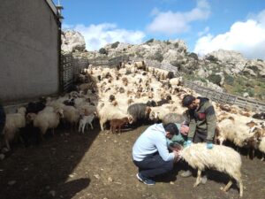 τοποθέτηση συσκευών εντοπισμού με τεχνολογία αισθητήρα σε κοπάδι Αστερουσίων