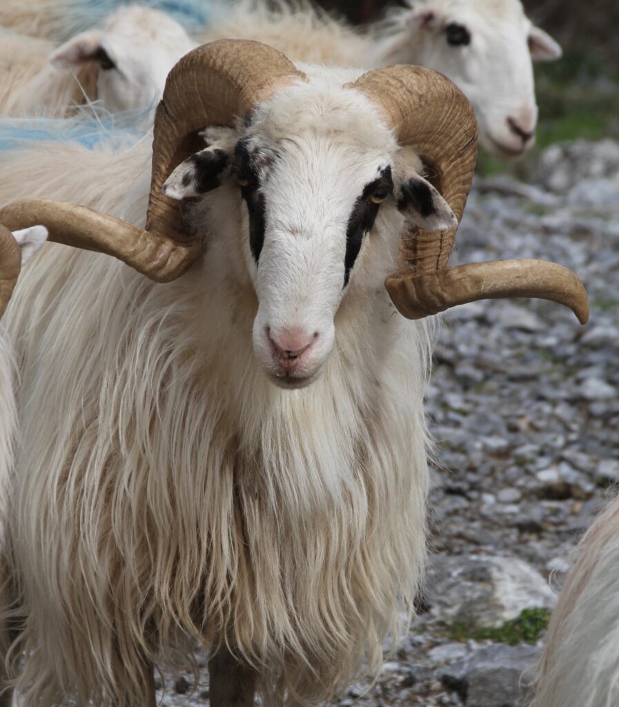 κριός φυλής Σφακίων
