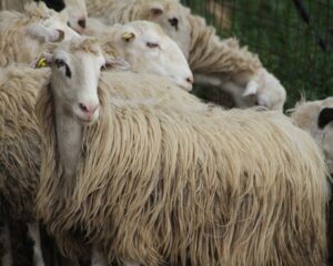 προβατίνα φυλής Σφακίων