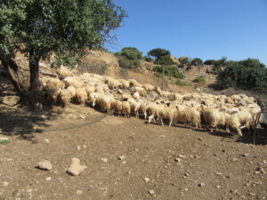 κοπάδι φυλής Σητείας