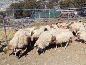 κοπάδι φυλής Ανωγείων